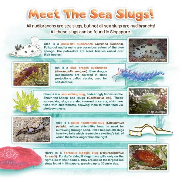 INFO_The Sea Slug Who Could Cook Info Page