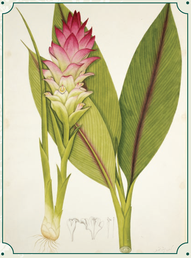 rt4-wildside-tumeric