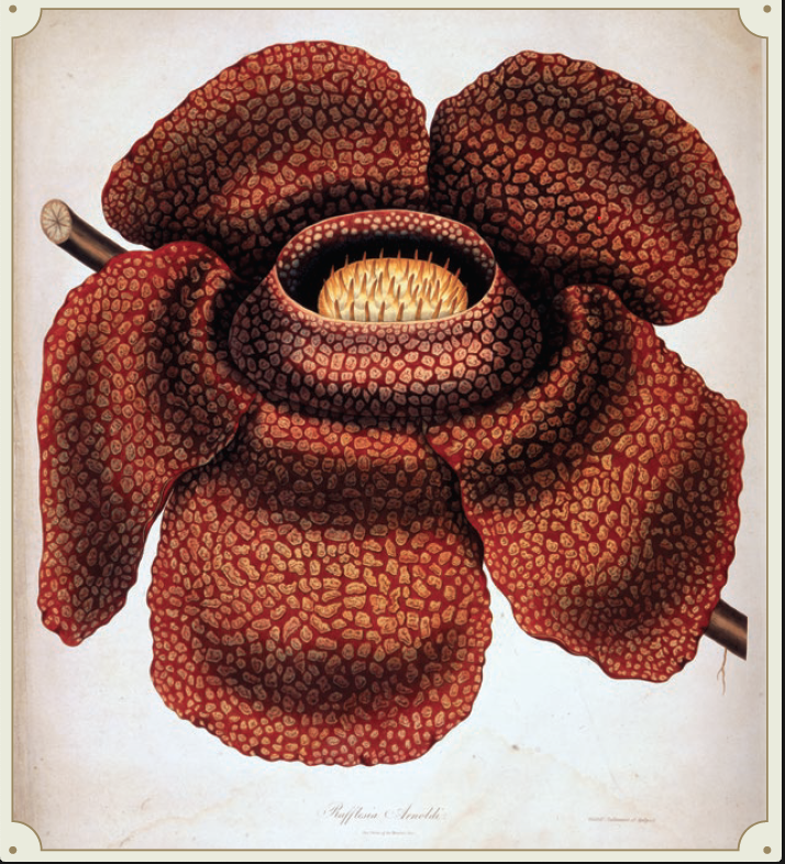 rt4-wildside-rafflesia